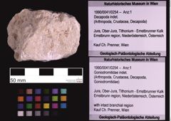 Foto (Objekt + Etiketten) von Goniodromitidae indet. (NHMW-GEO-1990-0041-0254)